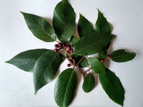 Image of Frangula capreifolia (Schlechtend.) Grubov