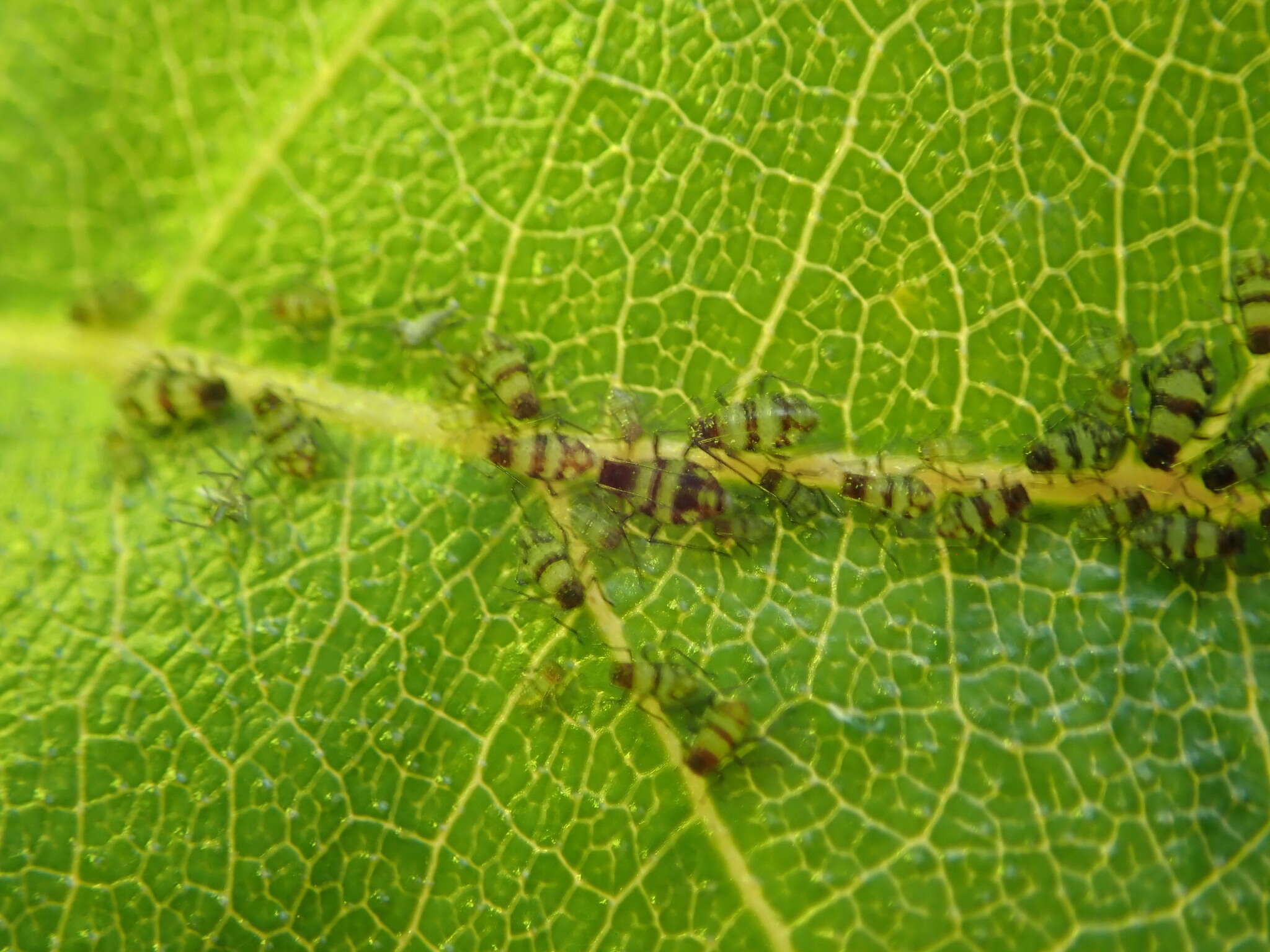 Sivun Callipterinella tuberculata (von Heyden 1837) kuva