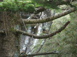 Image of Collared Bush Robin