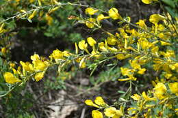 Image of Cytisus borysthenicus Gruner