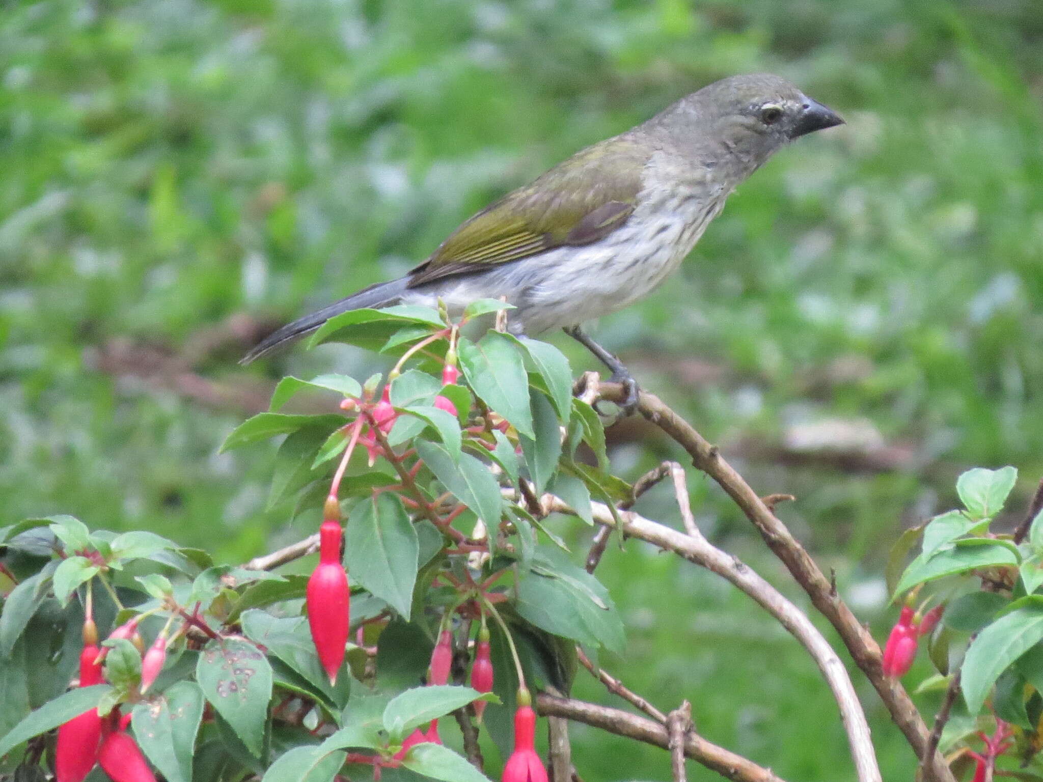 صورة Saltator striatipectus striatipectus Lafresnaye 1847