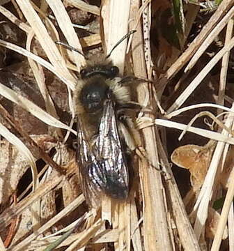 Image of Frigid Andrena