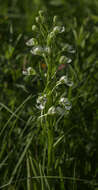 Image of Eastern prairie fringed orchid