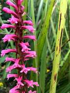 Image de Satyrium macrophyllum Lindl.