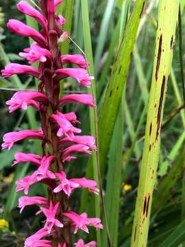 Image of Satyrium macrophyllum Lindl.