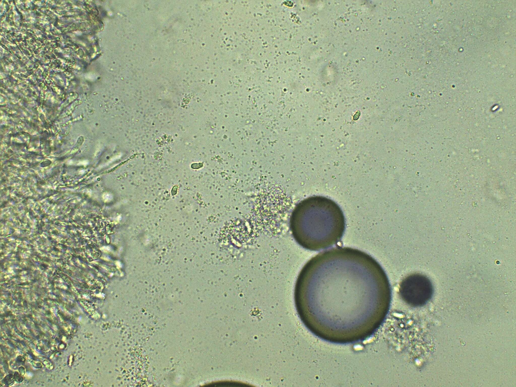 Image of Hygrocybe purpureofolia (H. E. Bigelow) Courtec. 1989