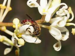 Lasioglossum hiltacum (Smith 1853)的圖片