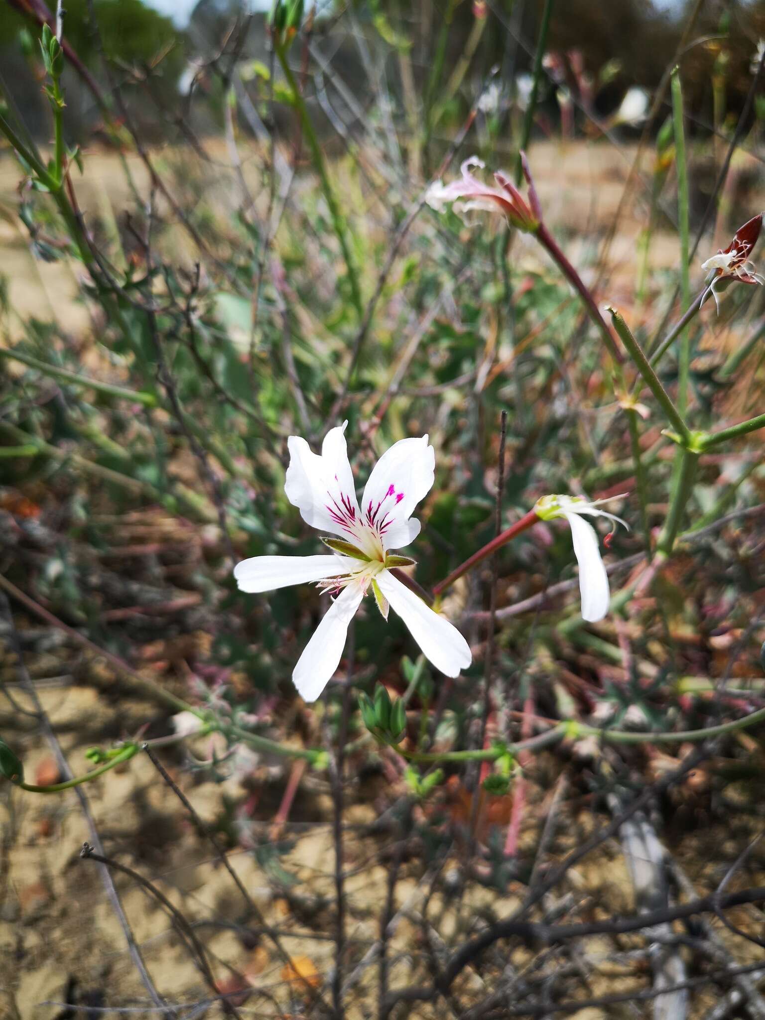 Image of Pelargonium grandiflorum (Andr.) Willd.