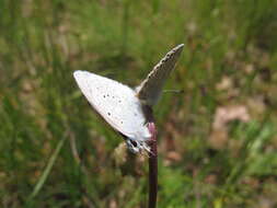 Image of Icaricia icarioides blackmorei