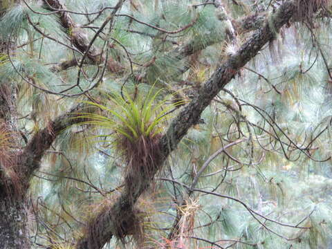 Image de Tillandsia calothyrsus Mez