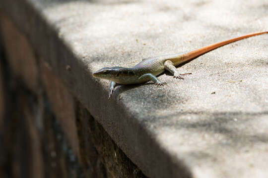 Image of Five-lined Skink