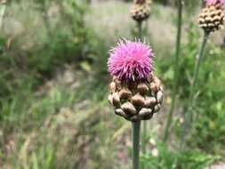 Image of Rhaponticum australe (Gaud.) Soskov