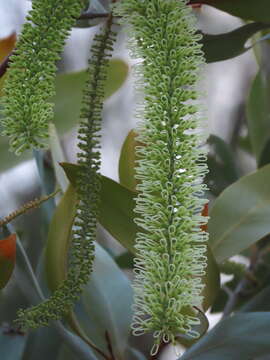 Image of Grevillea glauca Banks & Sol. ex Knight