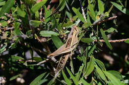 Image of Spur-throated locust