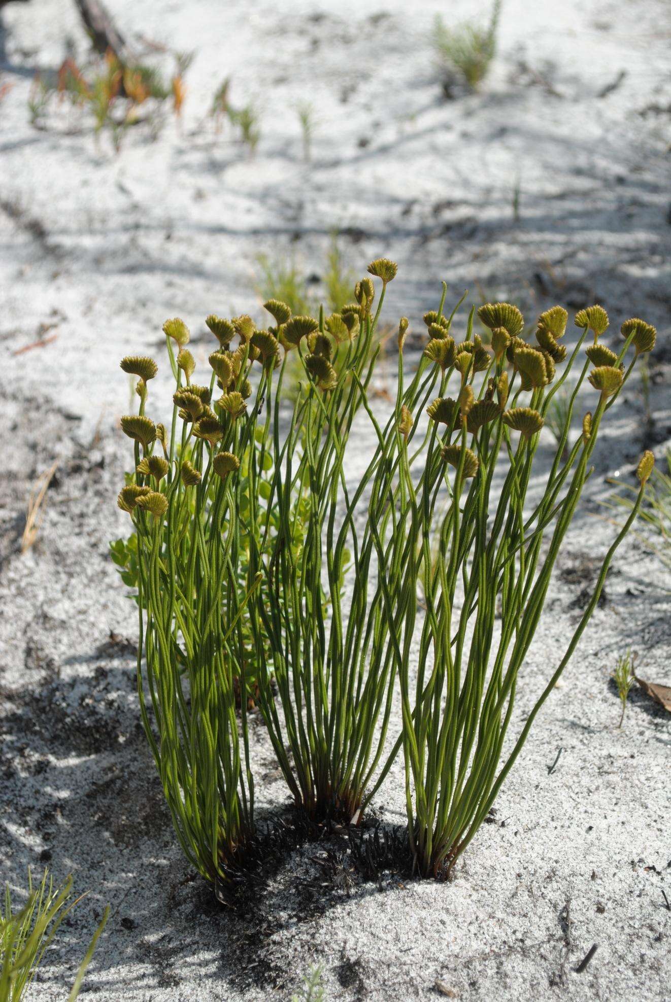 Imagem de Schizaea pectinata (L.) Sw.