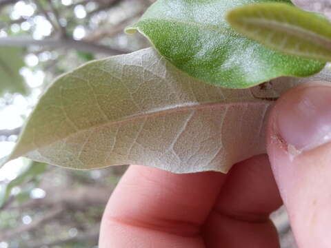 Image de Olearia albida Hook. fil.