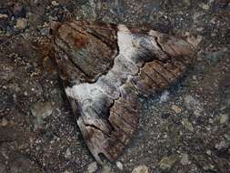 Image of Catocala deuteronympha omphale