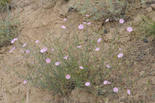 Image of Convolvulus pseudocantabrica Schrenk