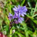 Sivun Hyacinthoides paivae S. Ortiz & Rodr. Oubiña kuva