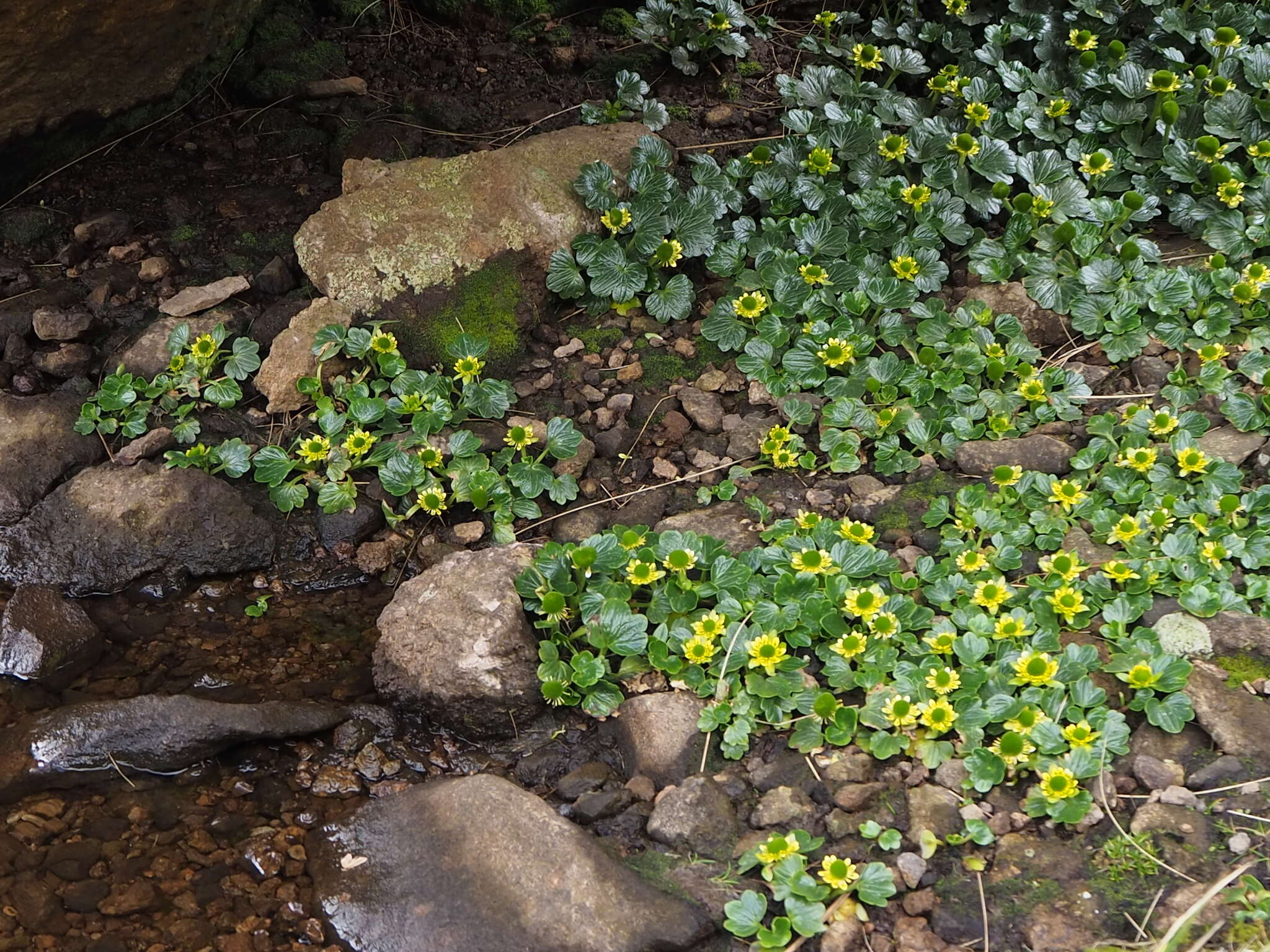 Ranunculus pinguis Hook. fil.的圖片