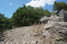 Imagem de Astragalus ponticus Pall.