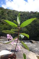 Imagem de Dichaetanthera arborea Baker