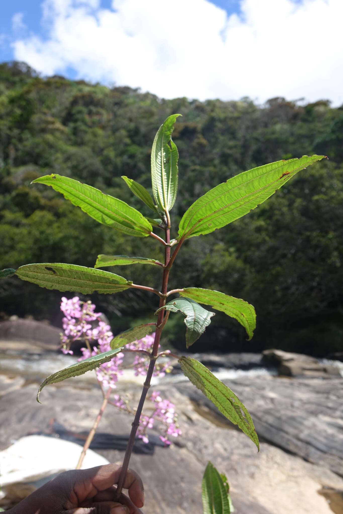 Imagem de Dichaetanthera arborea Baker