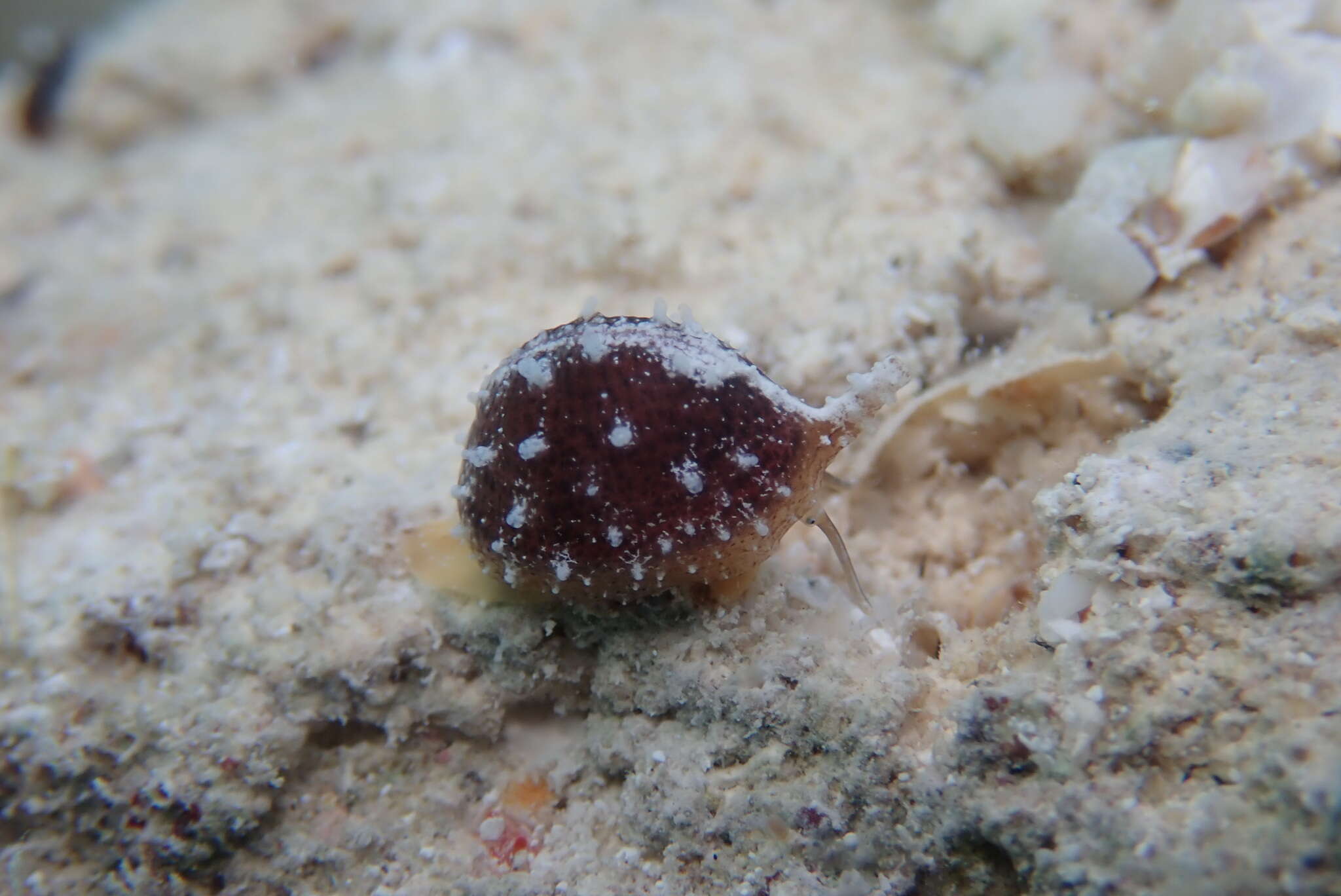 Image de Niveria quadripunctata (J. E. Gray 1827)