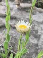 Image of Helichrysum monticola Hilliard