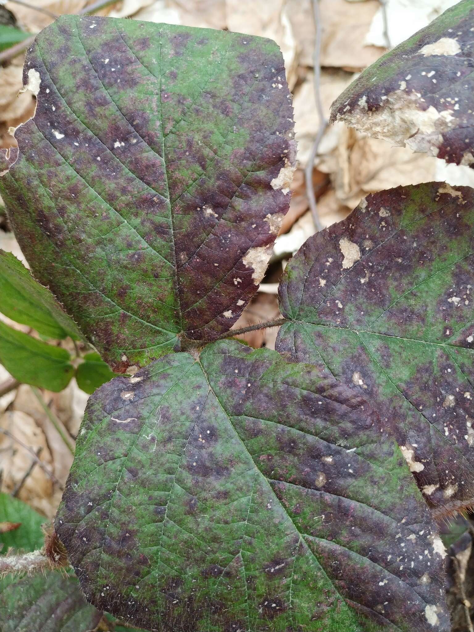 Imagem de Rubus hirtus Waldst. & Kit.