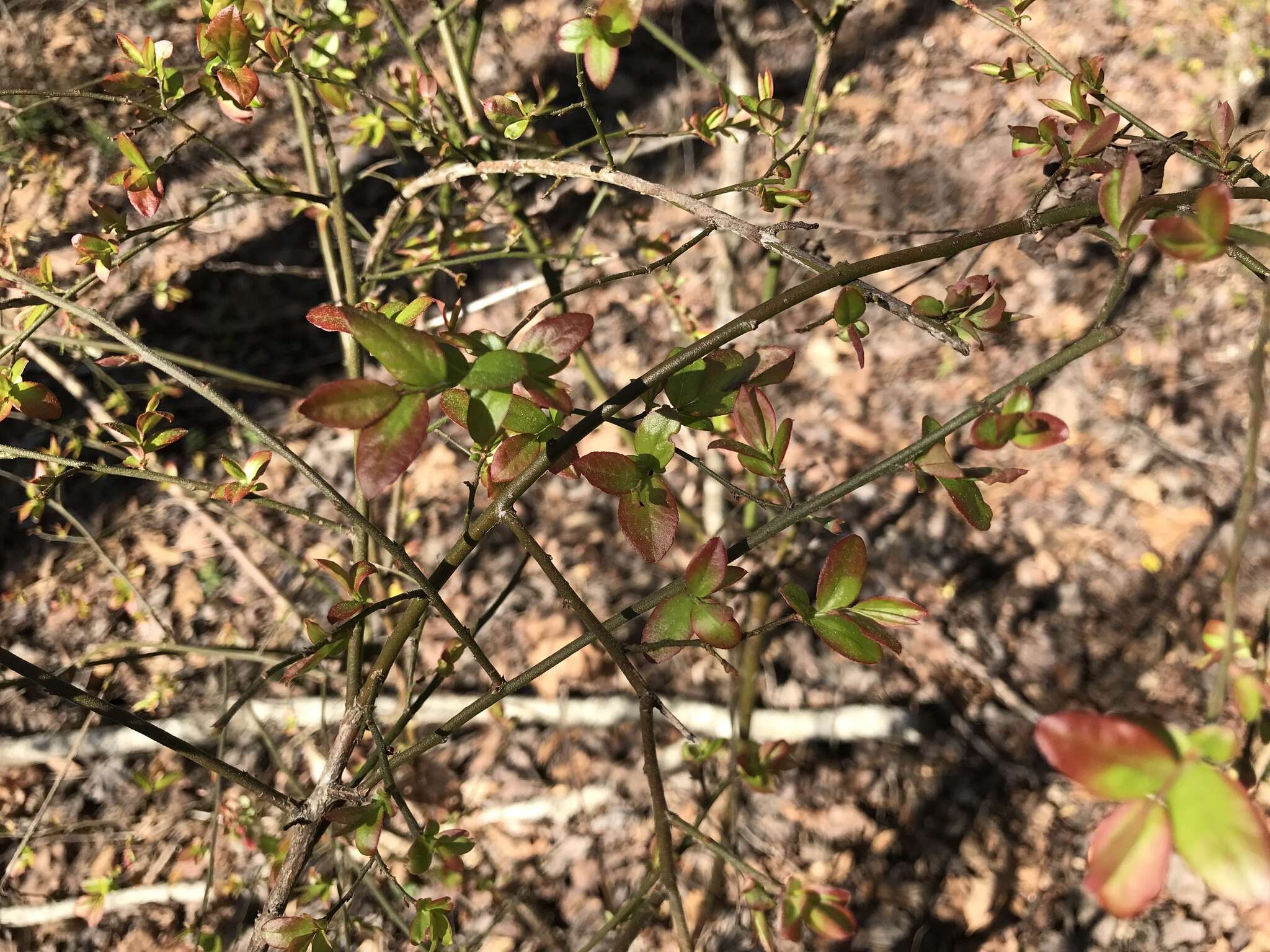 Image of Elliott's blueberry