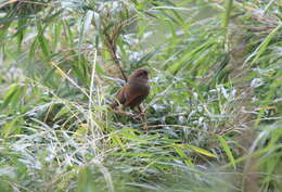 Imagem de Fulvetta formosana (Ogilvie-Grant 1906)