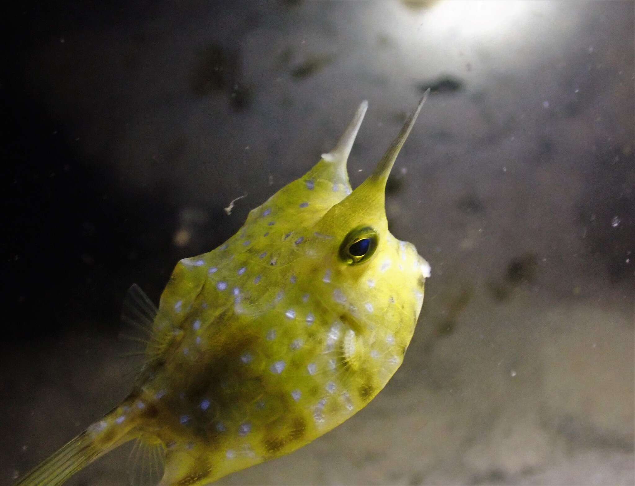 Image of Longhorn cowfish