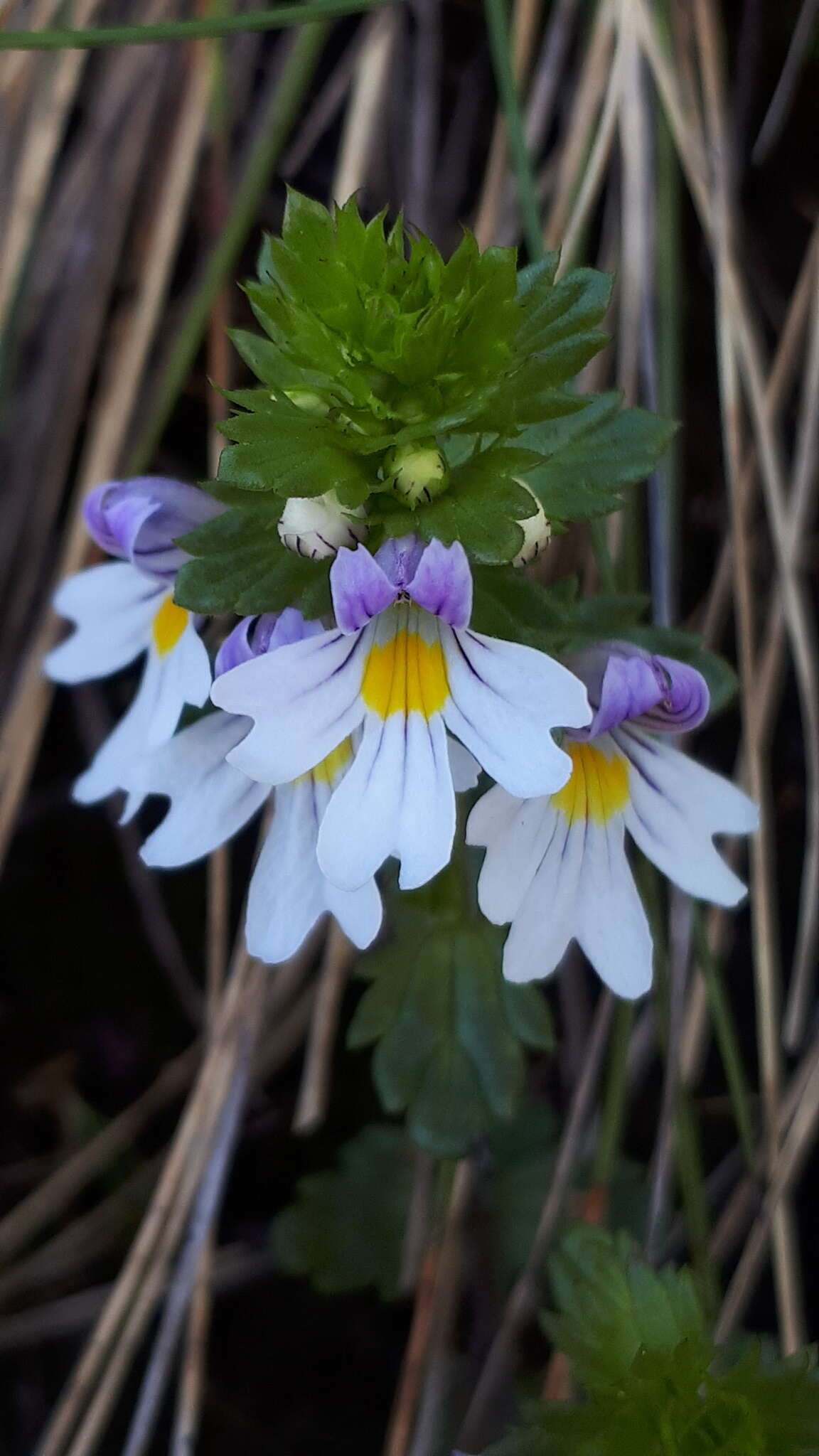 Imagem de Euphrasia alpina Lam.