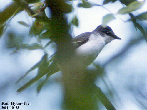 Image of Ashy Minivet