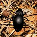 Image of Carabus (Pachystus) graecus Dejean 1826