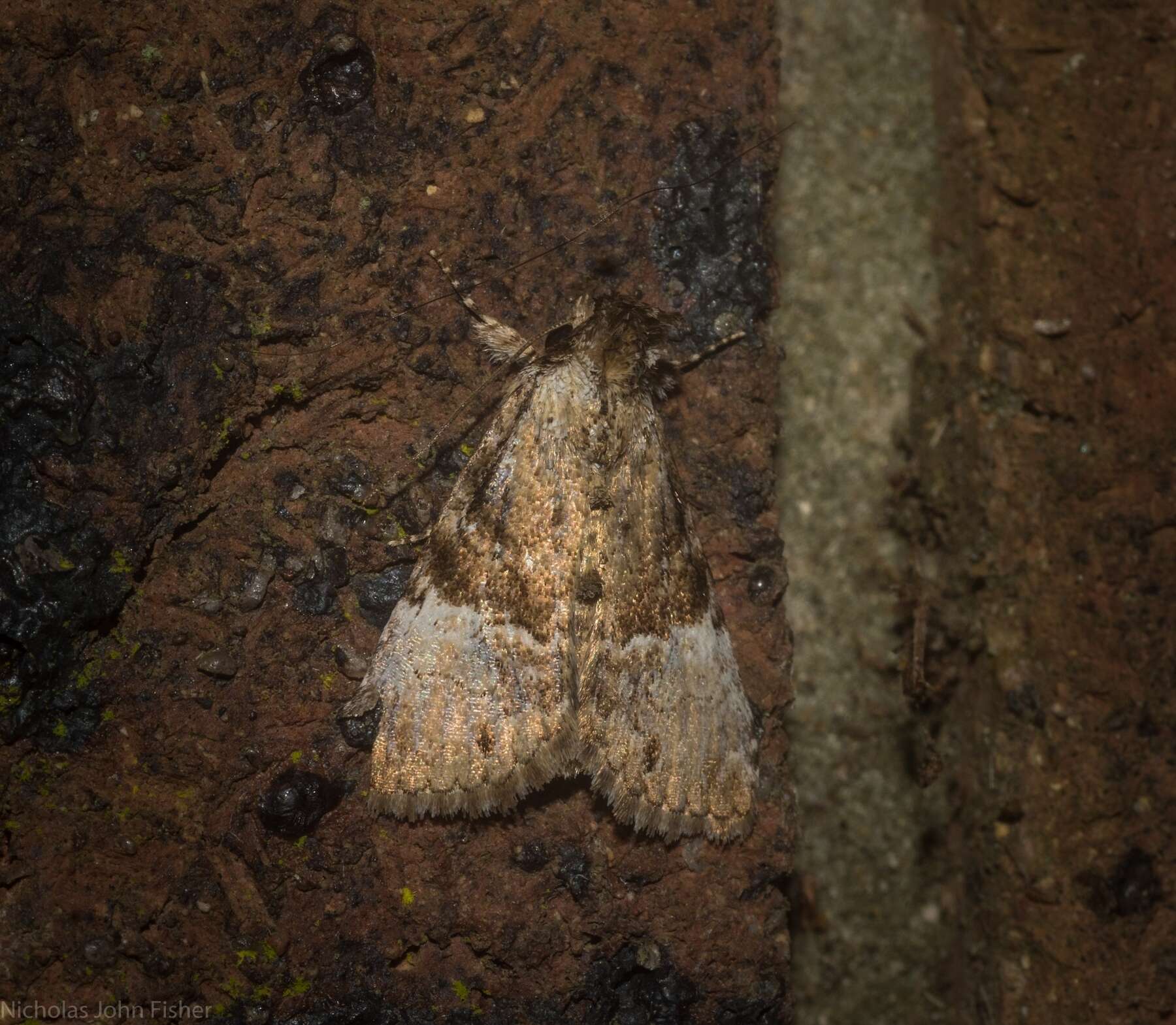 Sivun Alophosoma emmelopis Turner 1929 kuva