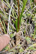 Image of Drimia exuviata (Jacq.) Jessop
