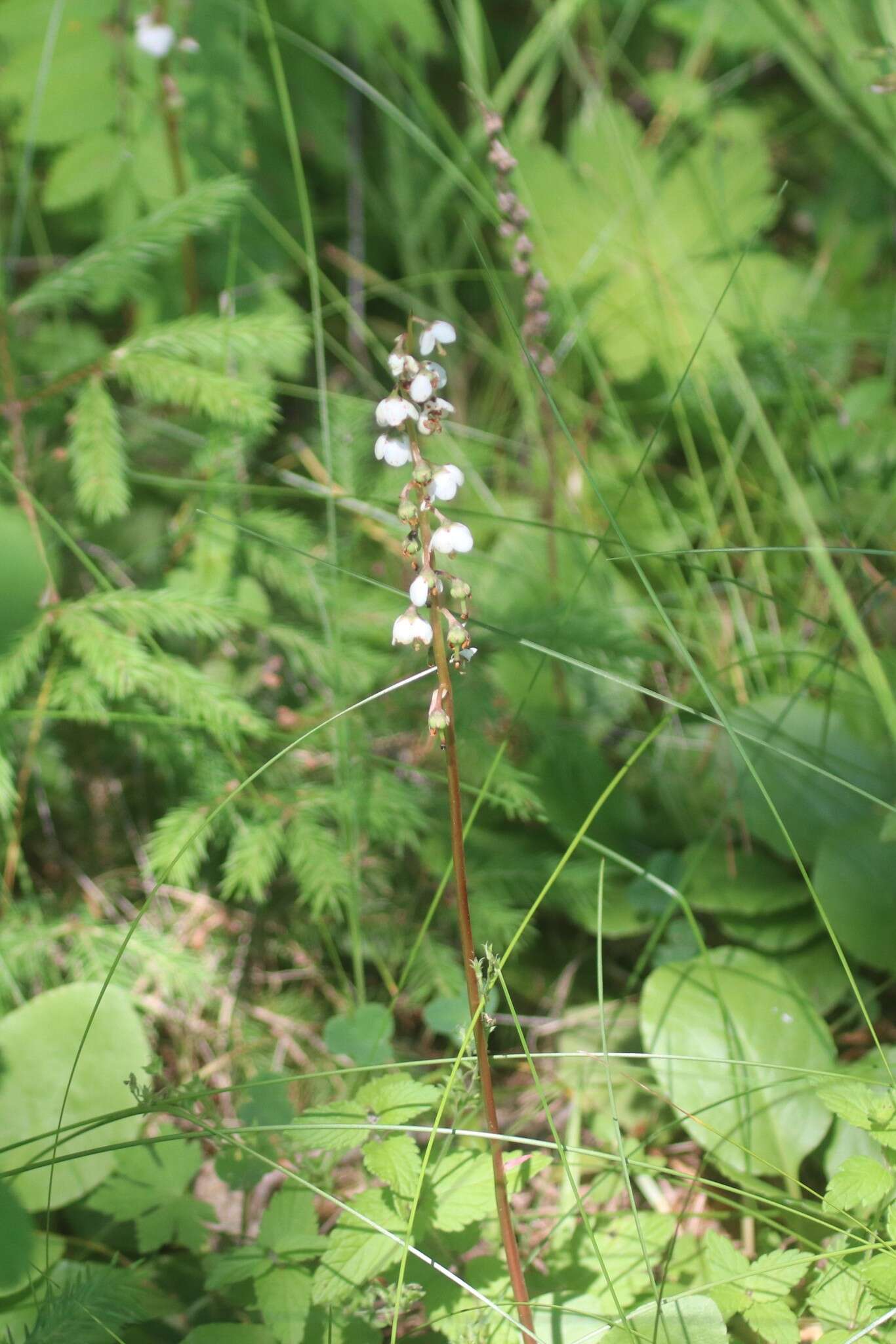 Image of Pyrola media Sw.