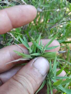 Image de Panicum malacophyllum Nash