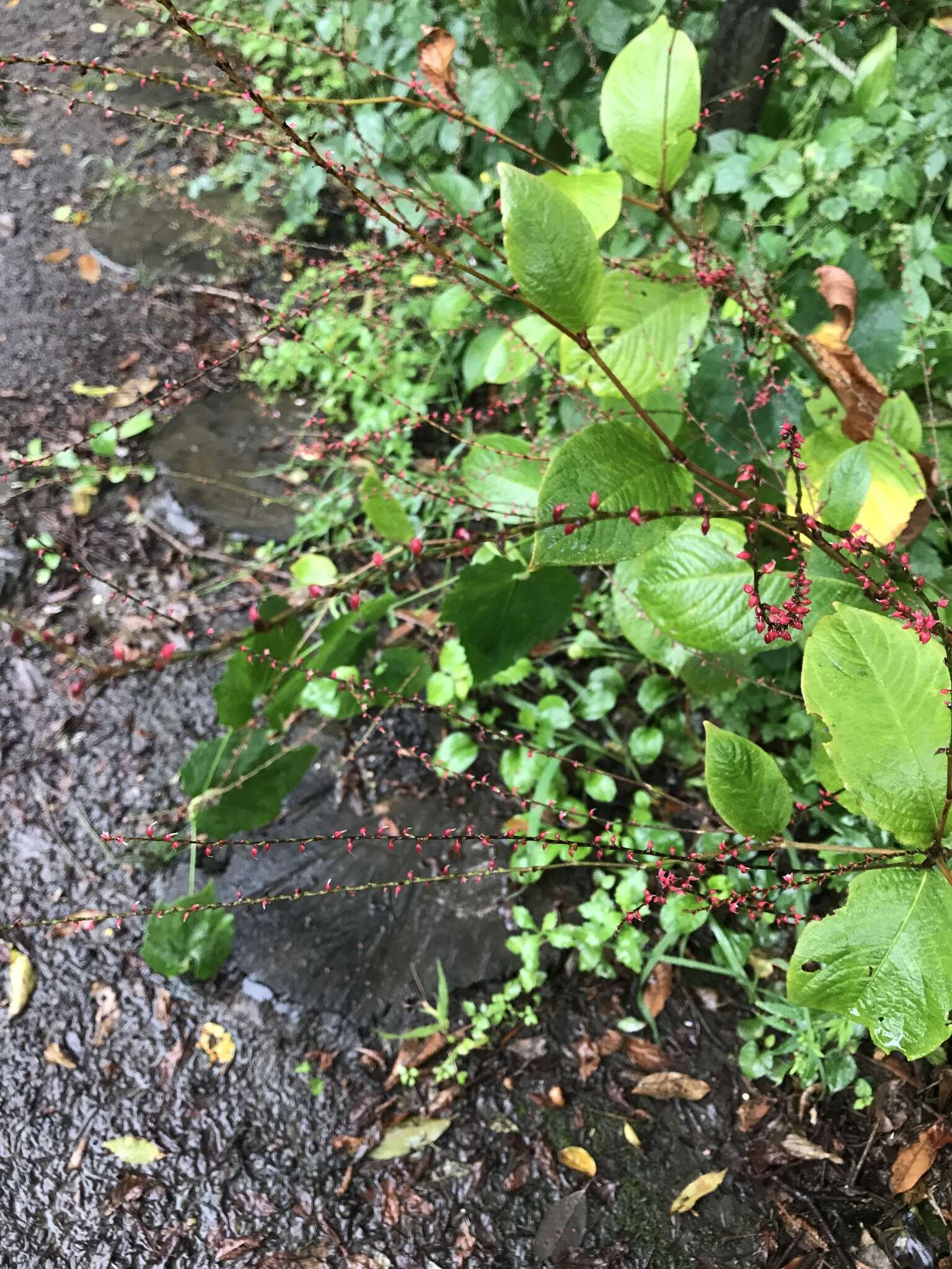 Sivun Persicaria filiformis (Thunb.) Nakai kuva