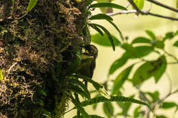 Image of Yellow-throated Apalis