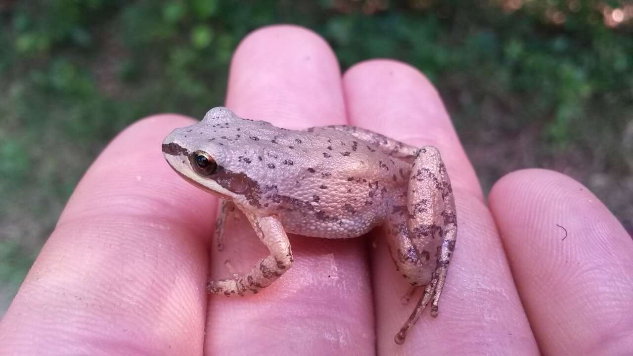 Image of Upland Chorus Frog