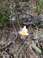 Image de Tulipa sylvestris subsp. australis (Link) Pamp.