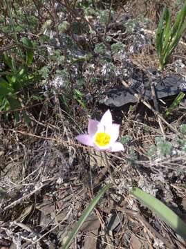 Imagem de Tulipa sylvestris subsp. australis (Link) Pamp.