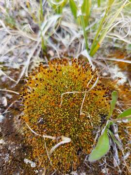 Image of urceolate nitrogen moss