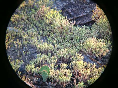 Image of Sedum nuttalianum Rafin.