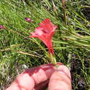 Image of Gladiolus oreocharis Schltr.