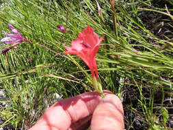 Image of Gladiolus oreocharis Schltr.