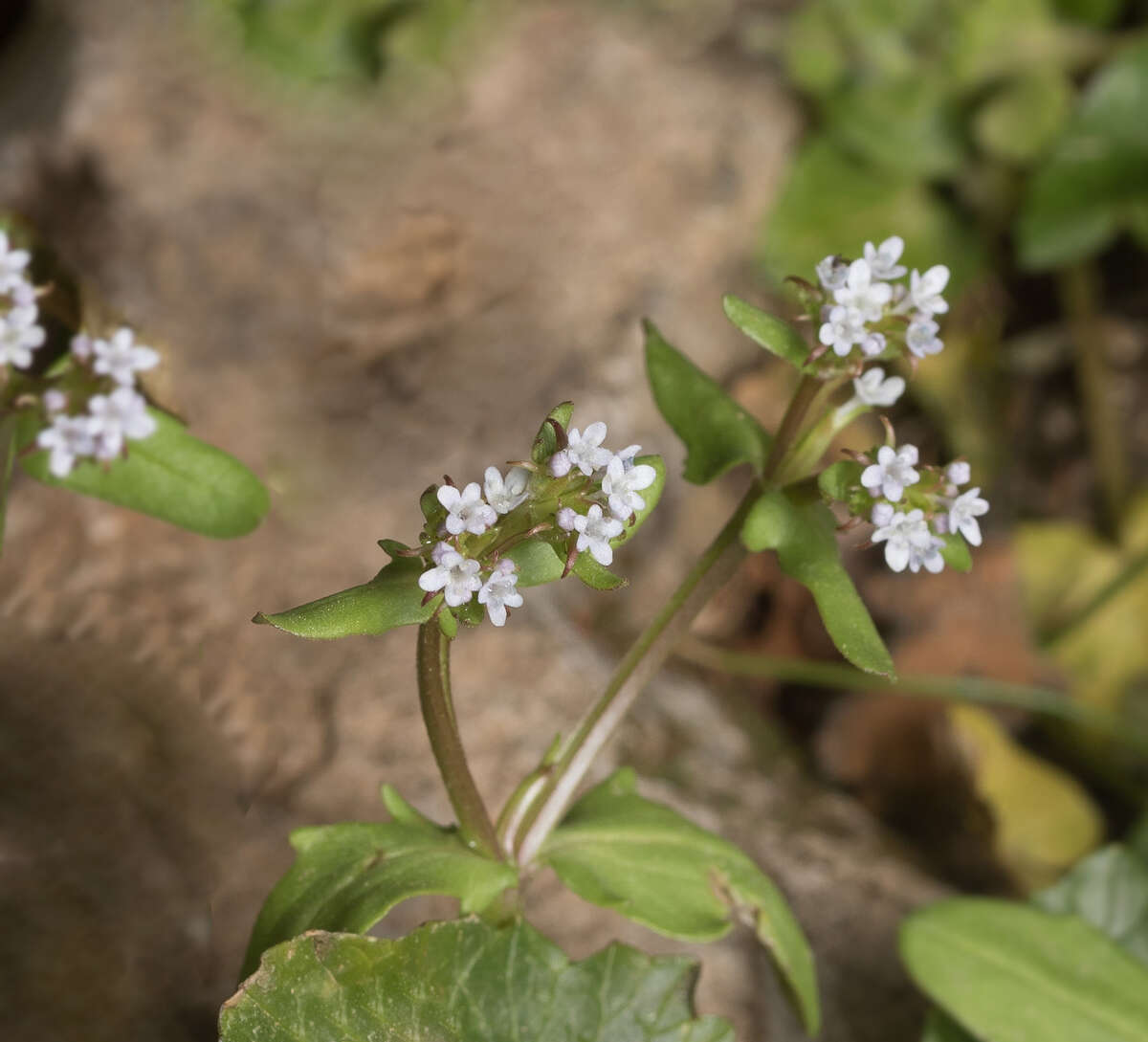 Image of Valerianella echinata (L.) DC.